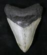 Razor Sharp Megalodon Tooth - North Carolina #19018-1